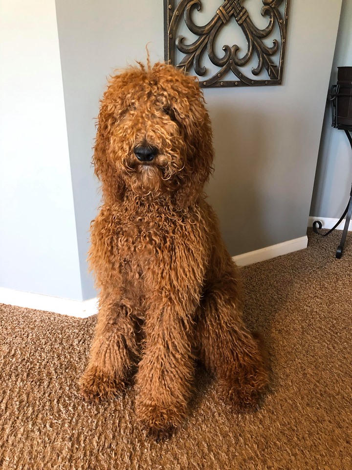 Irish Doodle Dog Breed Information and Pictures PooMix