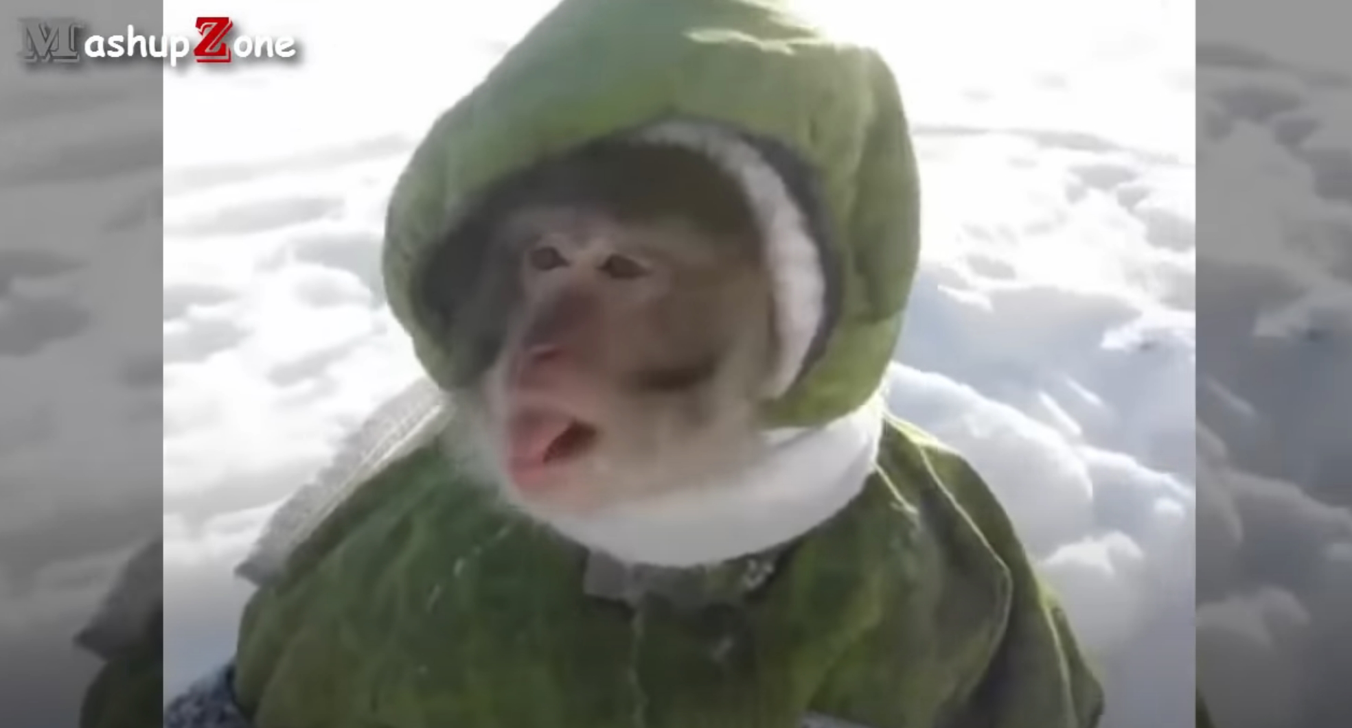 Funny Monkey Videos A Funny Monkeys Compilation