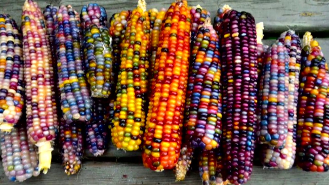 Which Color of Popcorn Pops the Biggest? Popcorn Bistro