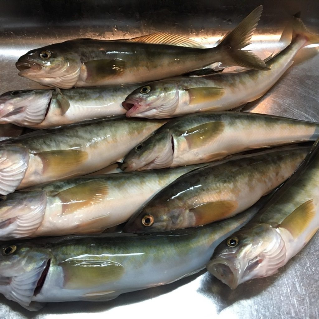 春ホッケ popoのごきげん釣り日記