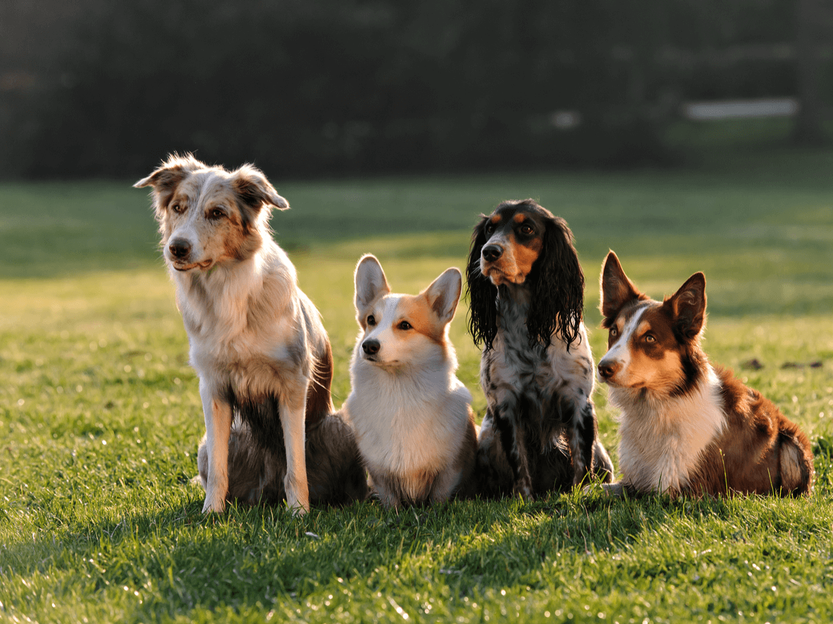 √画像をダウンロード 一人暮らし ペット 犬種 173339一人暮らし ペット 犬種 akujpsepuloh