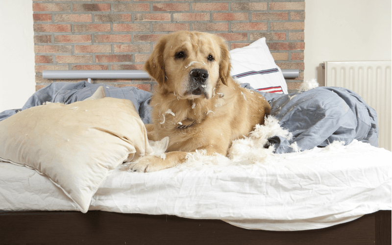 犬と一緒に寝ると幸せな心理効果がある？事前にしつけをしておくと安心して睡眠がとれる！ poppet（ポペット