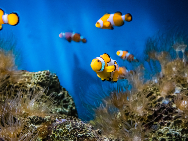 熱帯魚の飼い方の基本！必要グッズとおすすめ5種 poppet（ポペット）ペット大好き