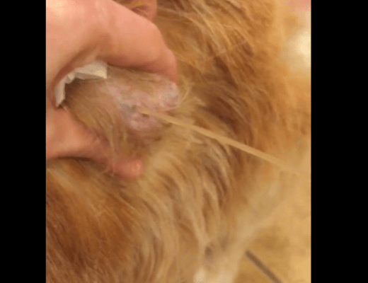 Dog cyst burst video New Pimple Popping Videos