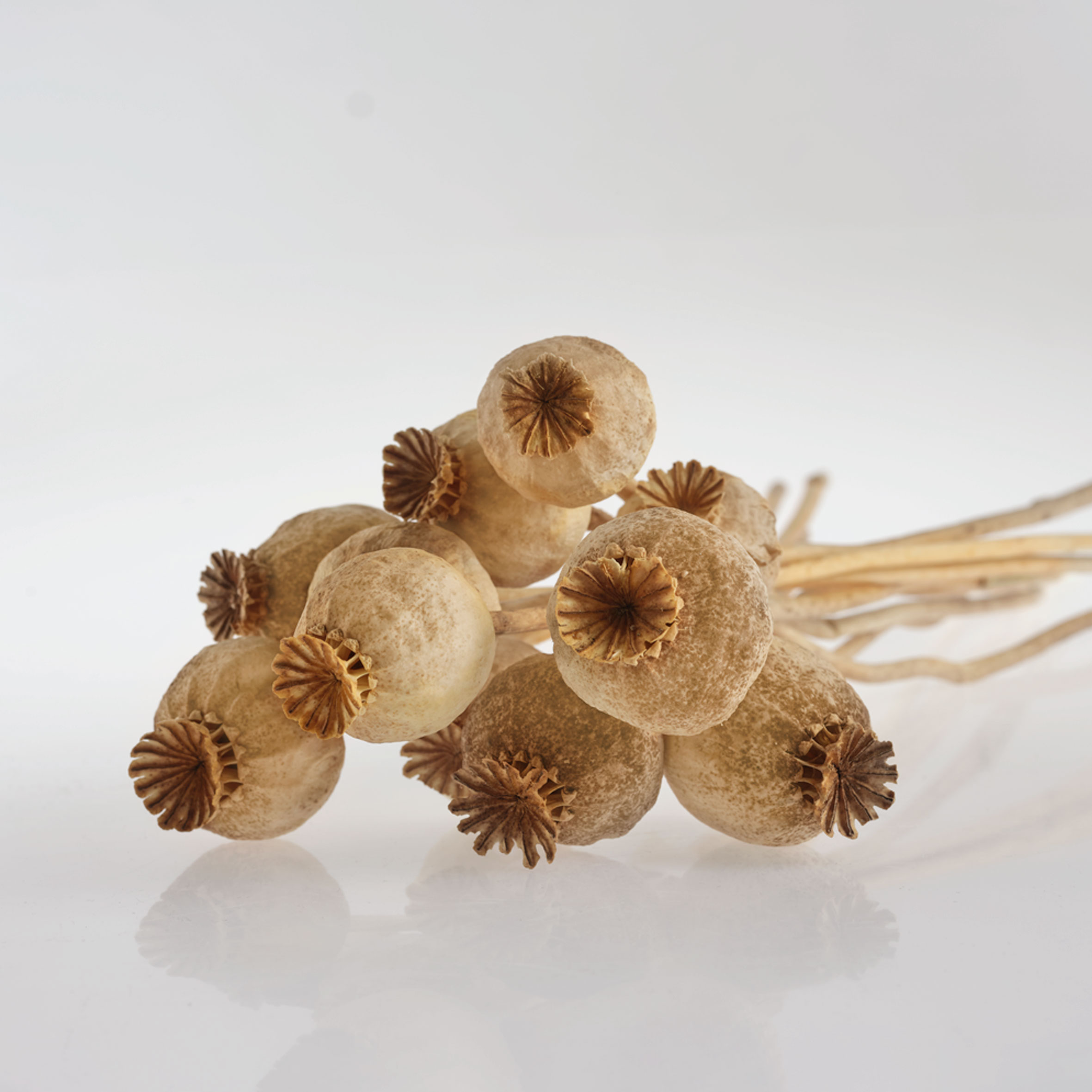 Dried Poppy Pods ( Grade A 5 Lbs ) Dried Poppy Pods