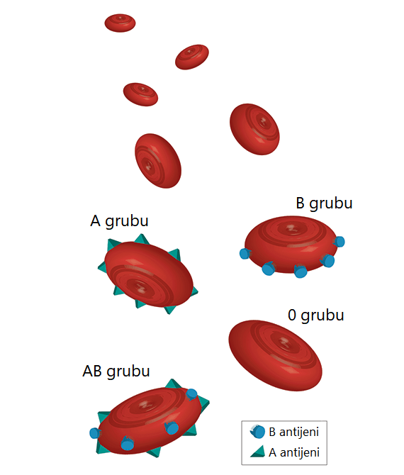 kan grupları Popular Science