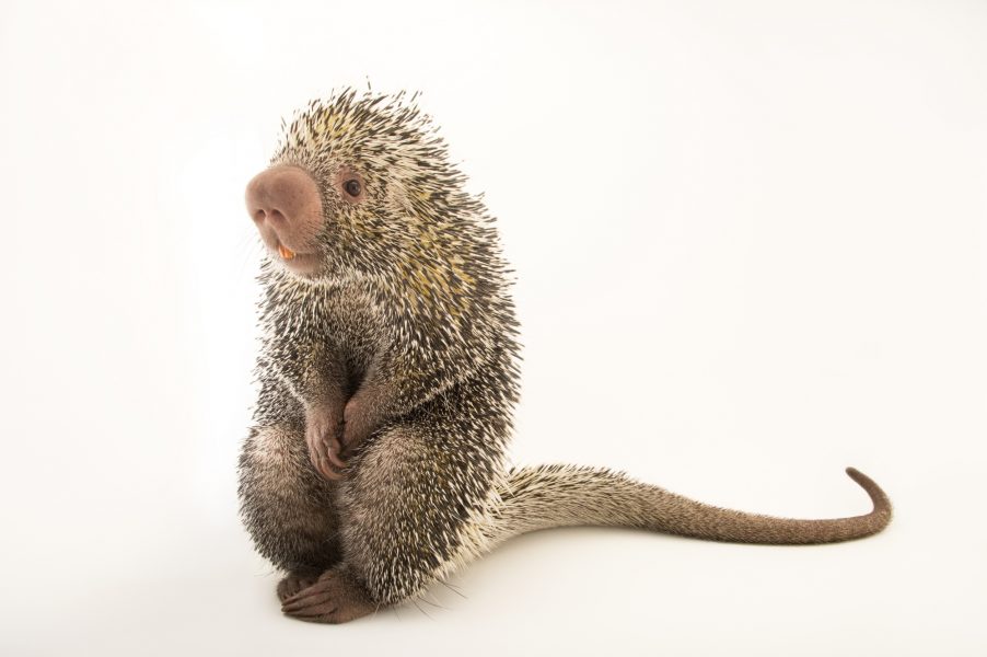 Joel Sartore a man who makes photos of the world — POPSOP