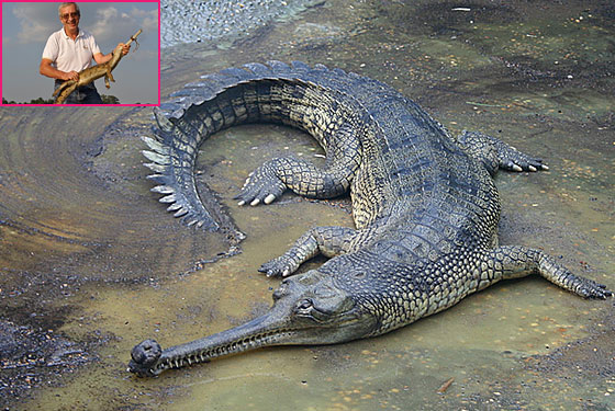 Lacoste Protects the Crocodiles from Its Logo — POPSOP