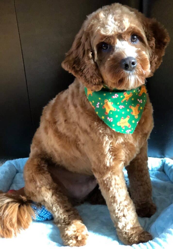 Cavapoo Size Full Grown How Big Do Cavapoos Get? (Toy & Mini)