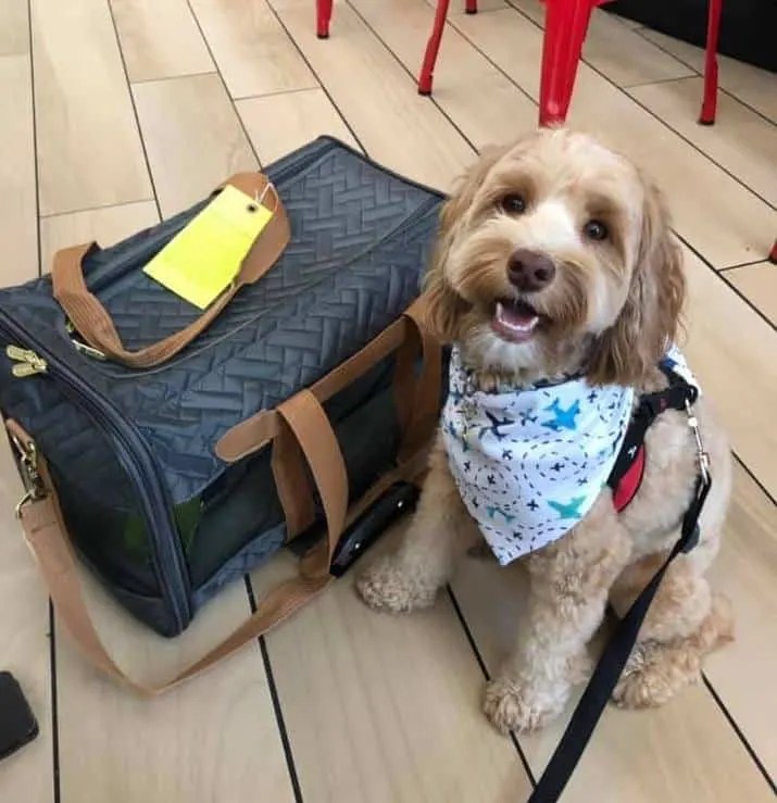 Labradoodle Size Full Grown How Big Do Labradoodles Get? (Teacup, Toy