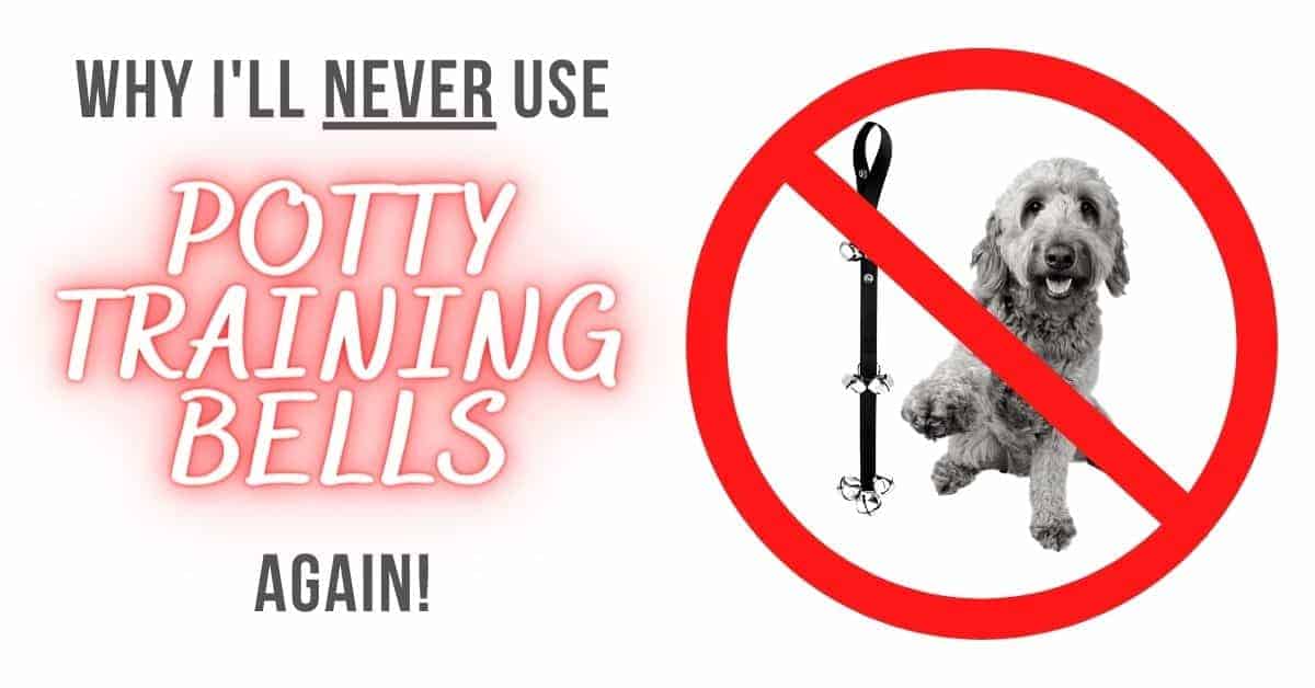 Goldendoodle Ear Infection Effective Treatment & Prevention