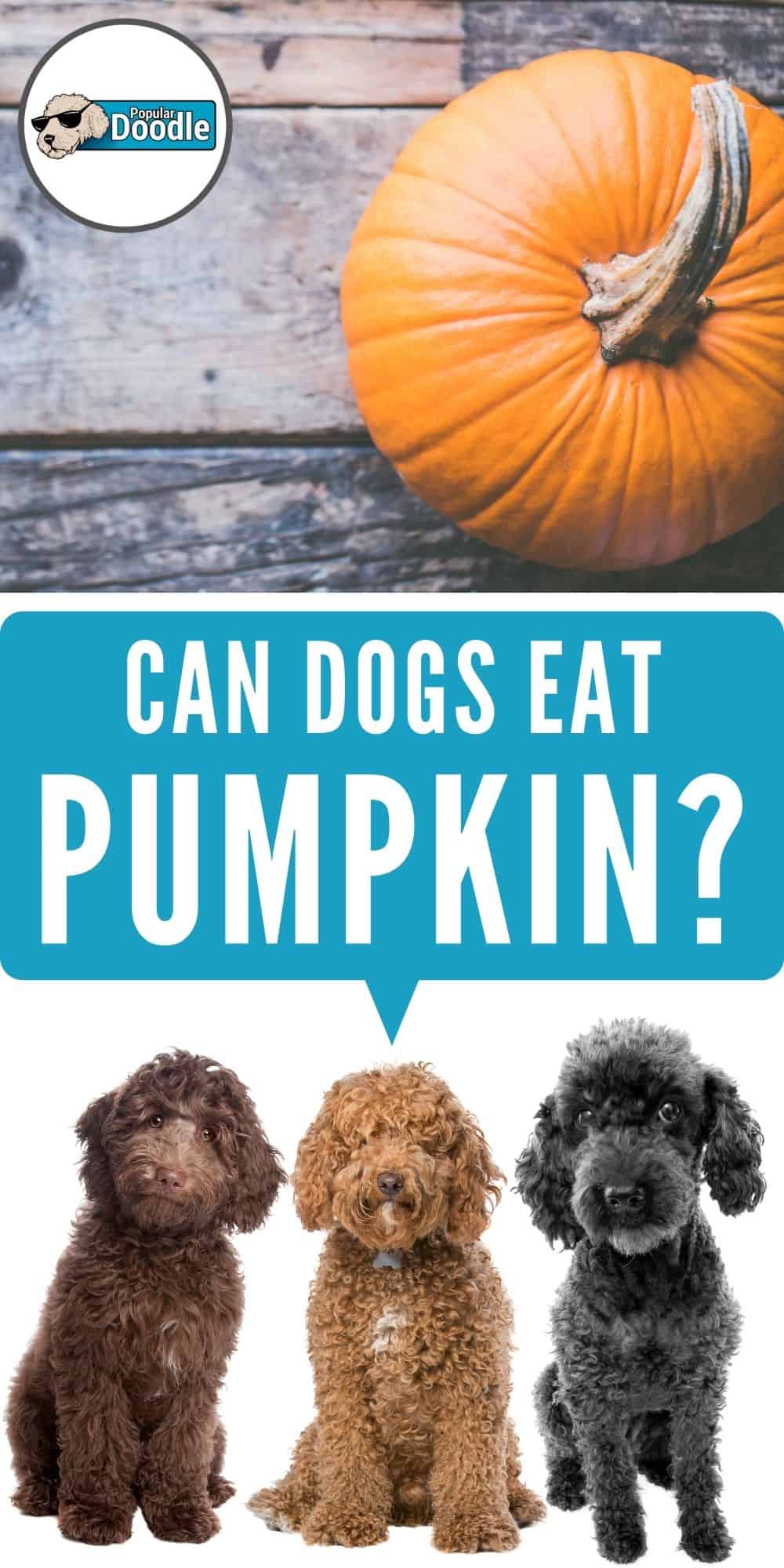 Can Dogs Eat Pumpkin? Is Pumpkin Good for Dogs?