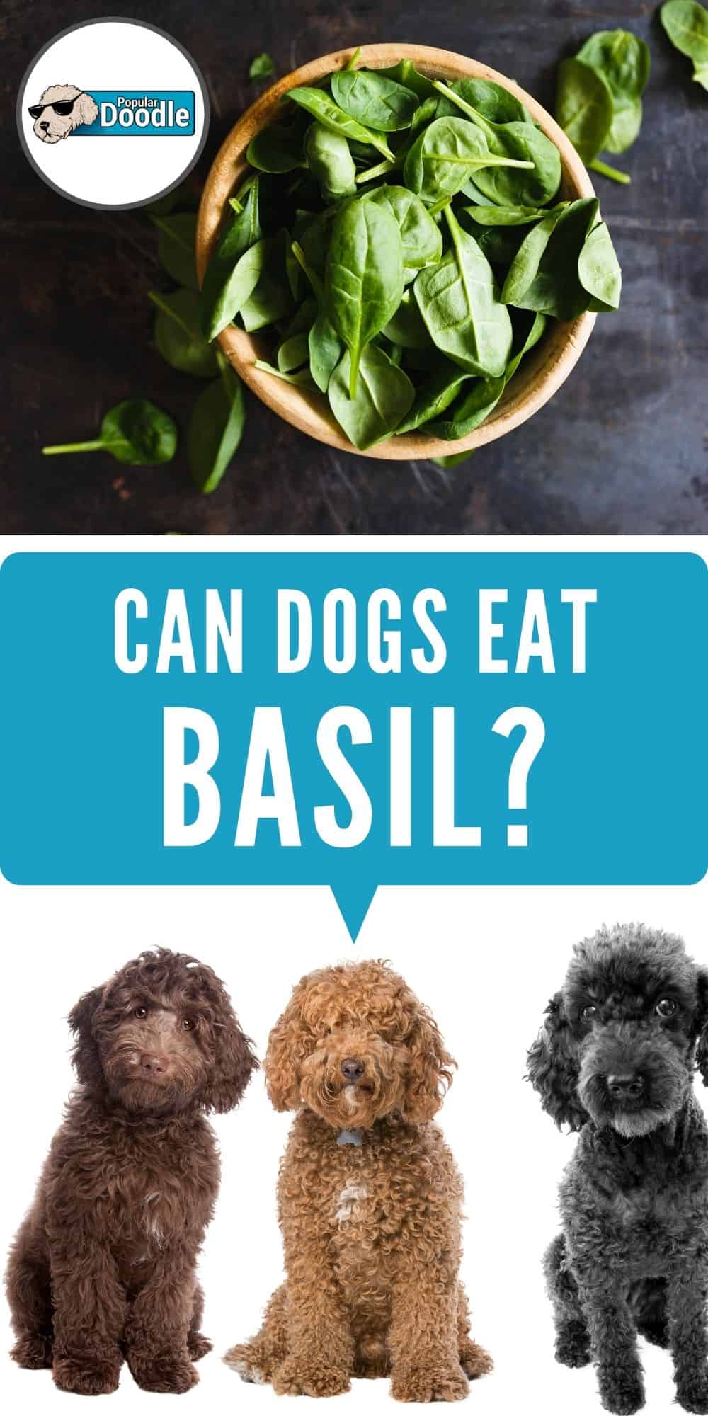 Can Dogs Eat Basil? Is Basil Bad for Dogs?