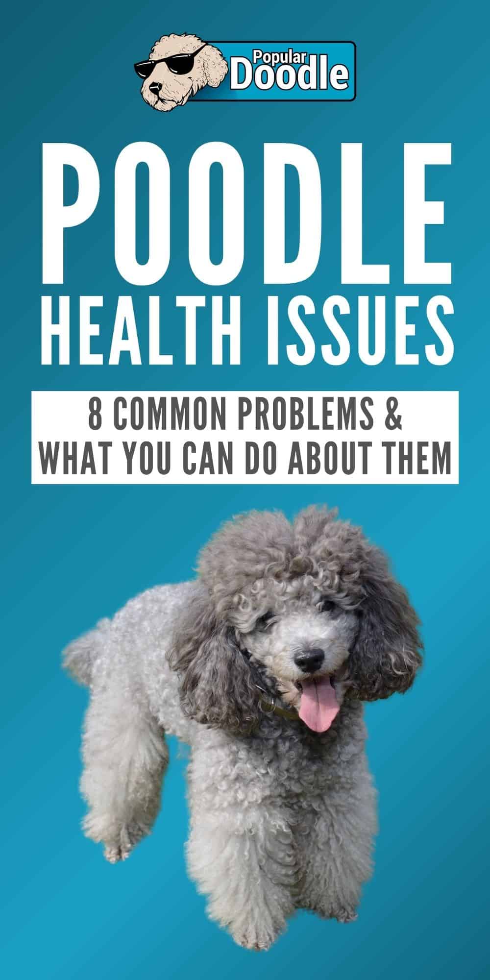 Poodle Health Issues 7 Common Poodle Health Problems to Look Out For!