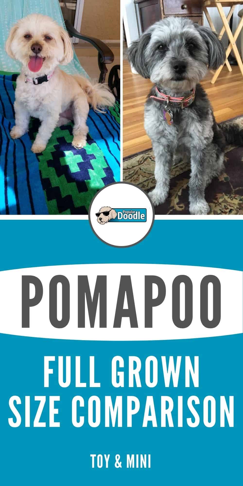 Pomapoo Size Full Grown How Big Do Pomapoos Get? (Toy & Mini)