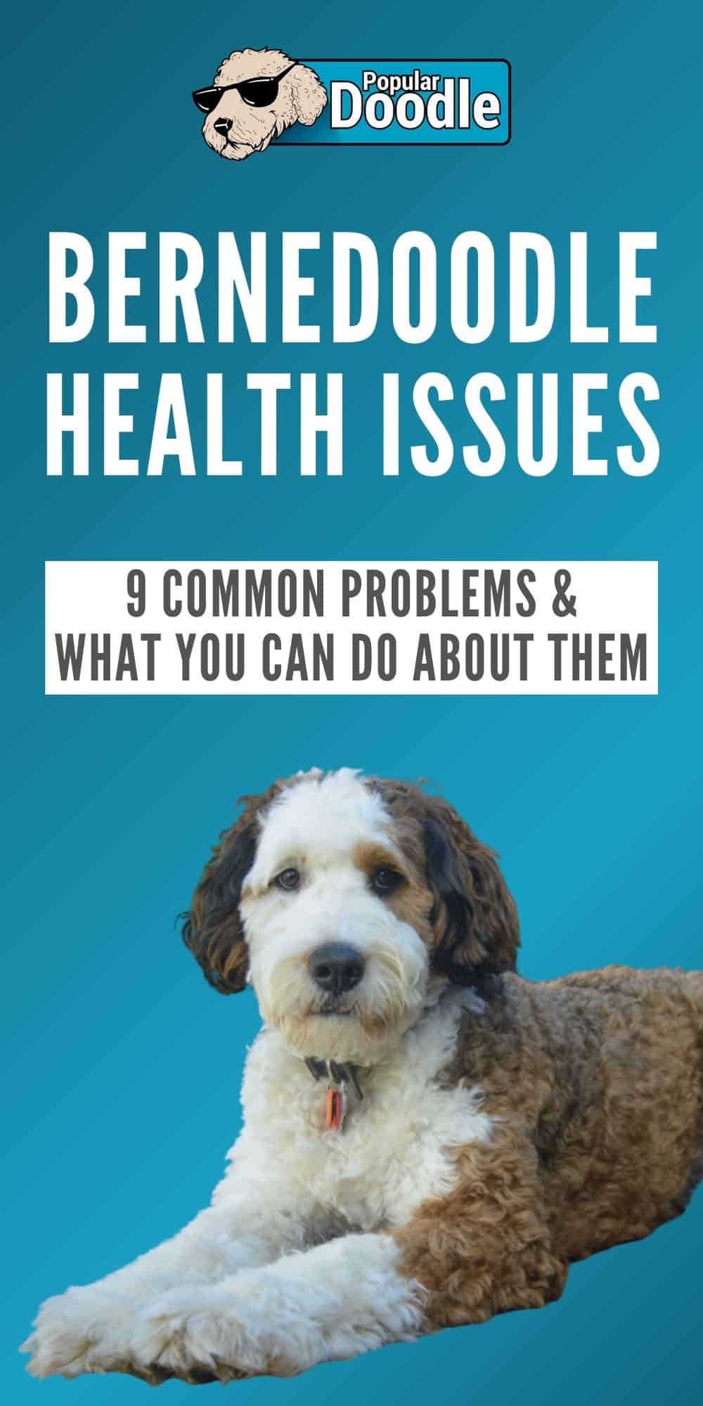 Bernedoodle Health Issues 9 Common Bernedoodle Health Problems to Look