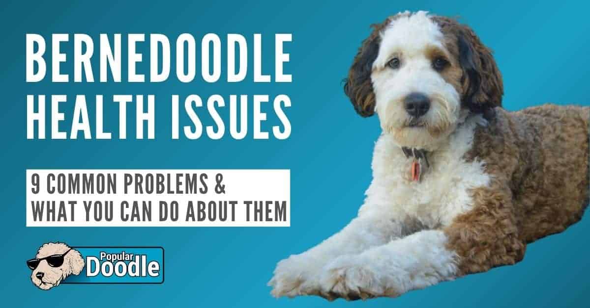 Bernedoodle Health Issues 9 Common Bernedoodle Health Problems to Look
