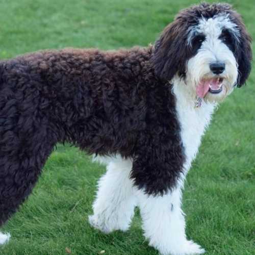 Bernedoodle Breed Info Bernese Mountain Dog Poodle Mix