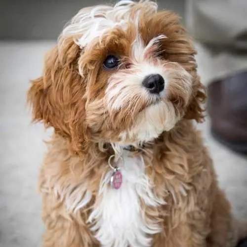 Cavapoo Breed Info Cavalier King Charles Spaniel Poodle Mix