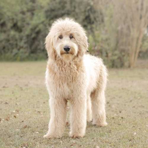 Goldendoodle Breed Info Golden Retriever Poodle Mix
