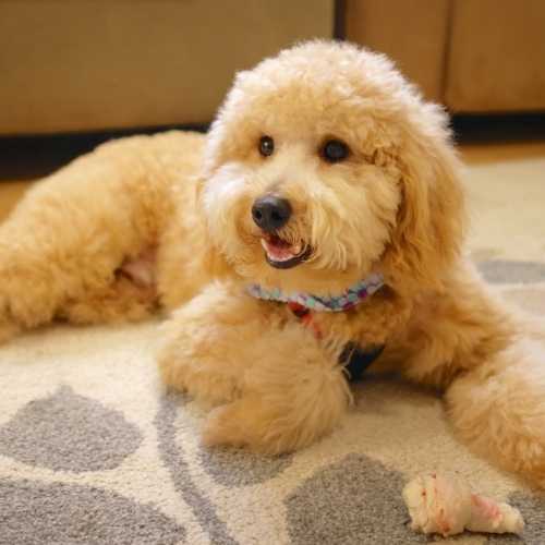 Goldendoodle Breed Info Golden Retriever Poodle Mix
