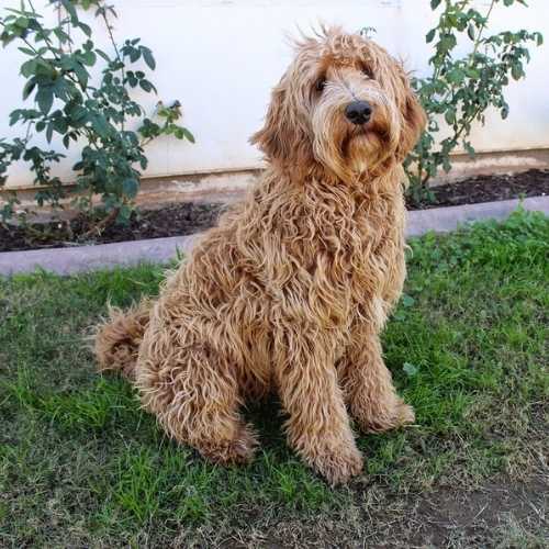 Labradoodle Breed Info Lab Poodle Mix
