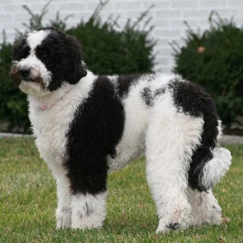 Sheepadoodle Dog Breed Info Old English Sheepdog Poodle Mix
