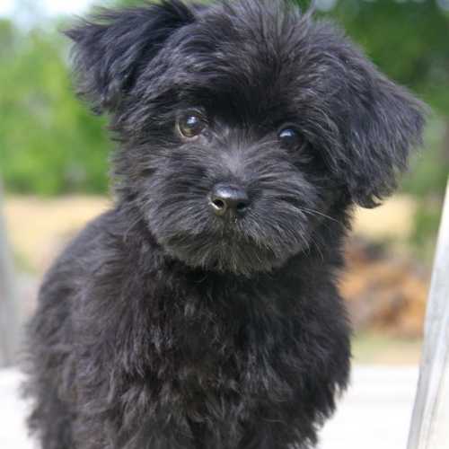 Yorkipoo Dog Breed Info Yorkie Poodle Mix