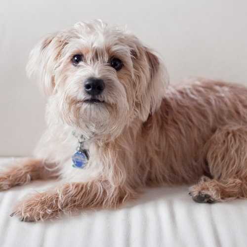Yorkipoo Dog Breed Info Yorkie Poodle Mix