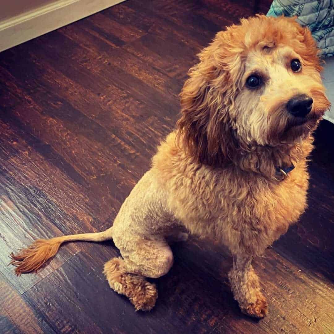 Goldendoodle Lion Cut 16 Examples of This Unique Haircut for Dogs!
