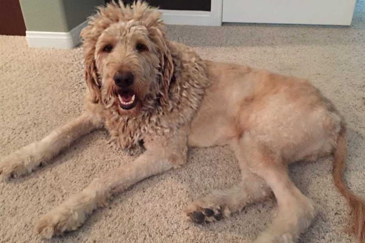 Goldendoodle Lion Cut 16 Examples of This Unique Haircut for Dogs!