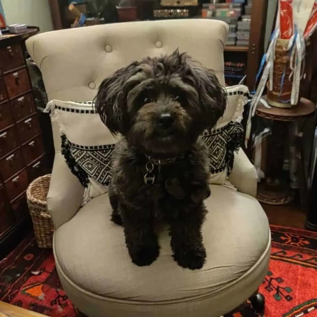 Schnoodle Size Full Grown How Big Do Schnoodles Get? (Toy, Mini