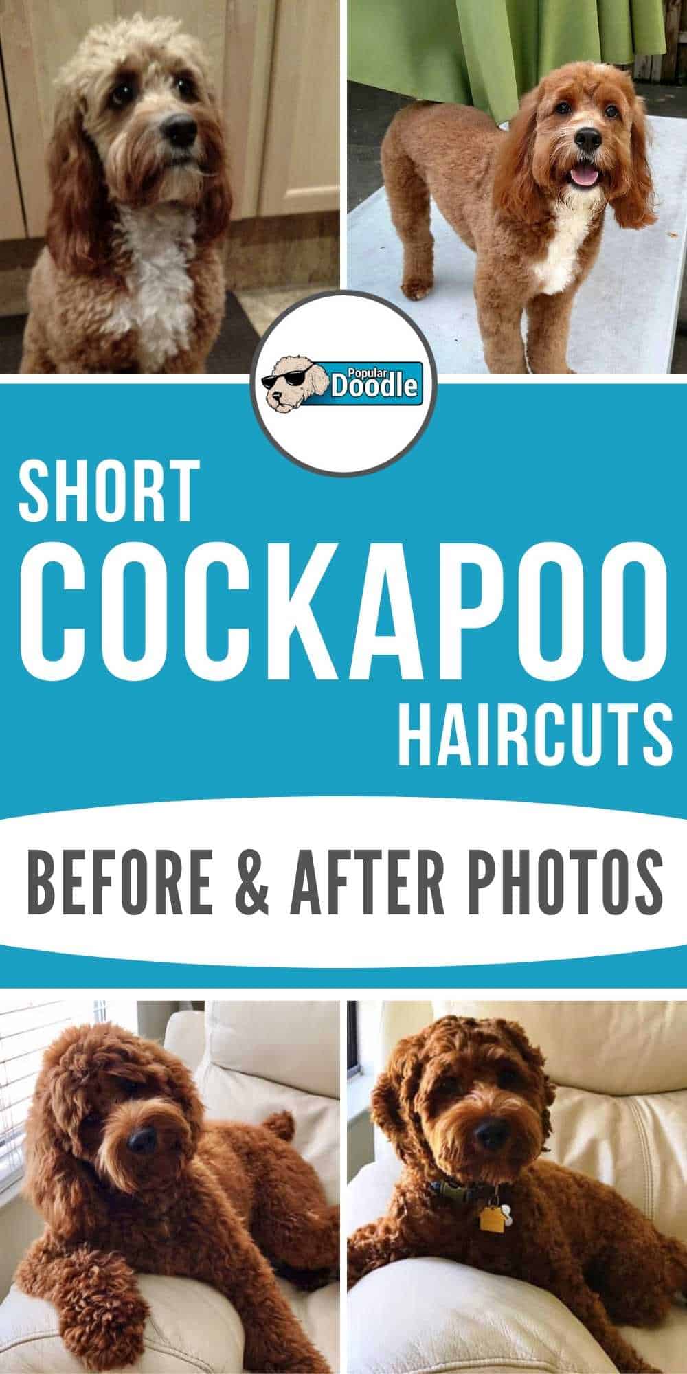 Short Cockapoo Haircut Styles 17 Before and After Photos!