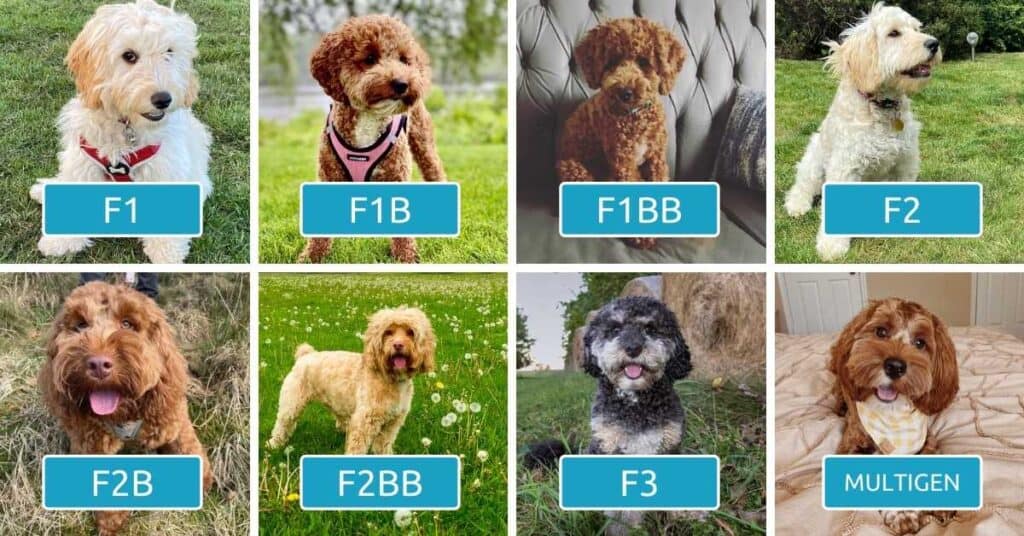 How Long Does It Take For A Cockapoo To Be Fully Grown