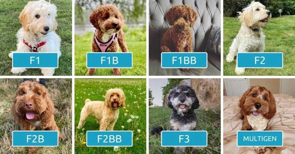 Do Cockapoos Shed? The FACTS About Cockapoo Shedding