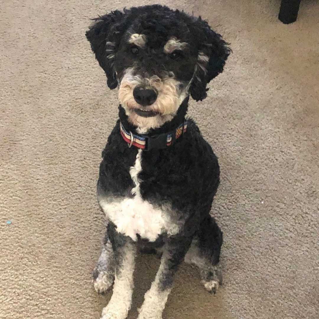 What is a Phantom Goldendoodle? [Photo Gallery & FAQs]