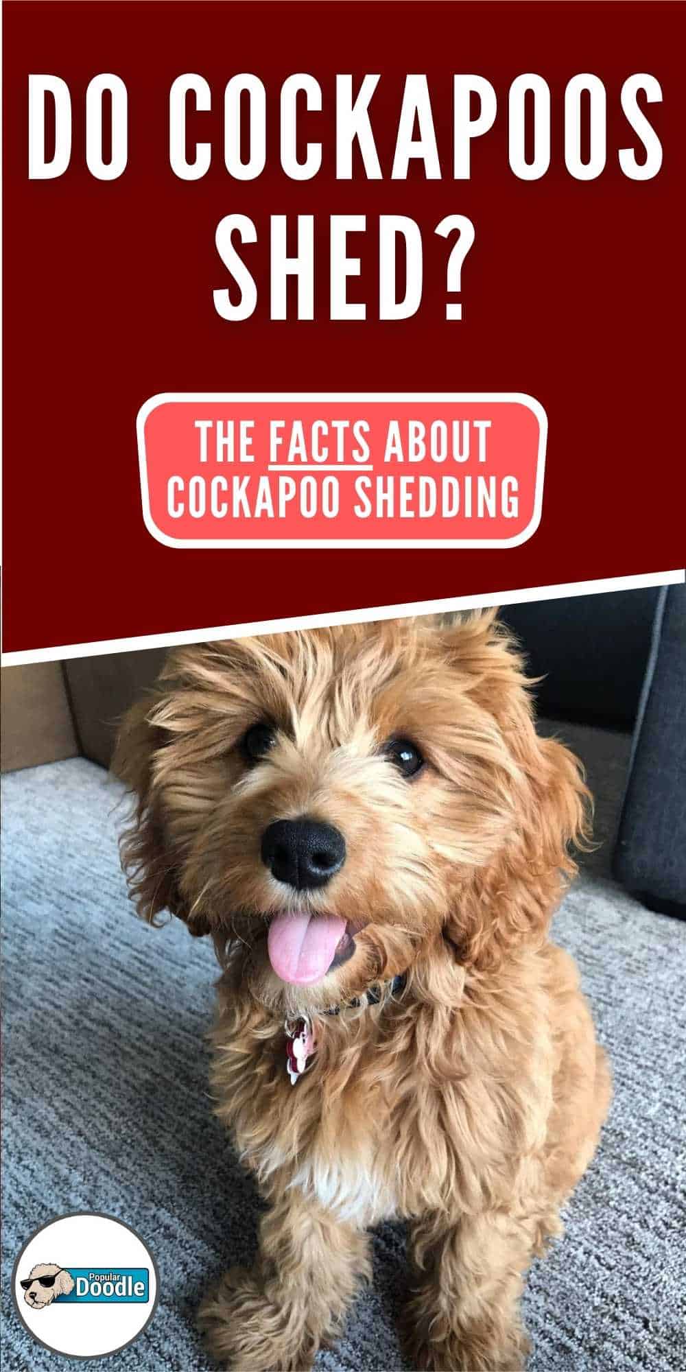 Do Cockapoos Shed? The FACTS About Cockapoo Shedding