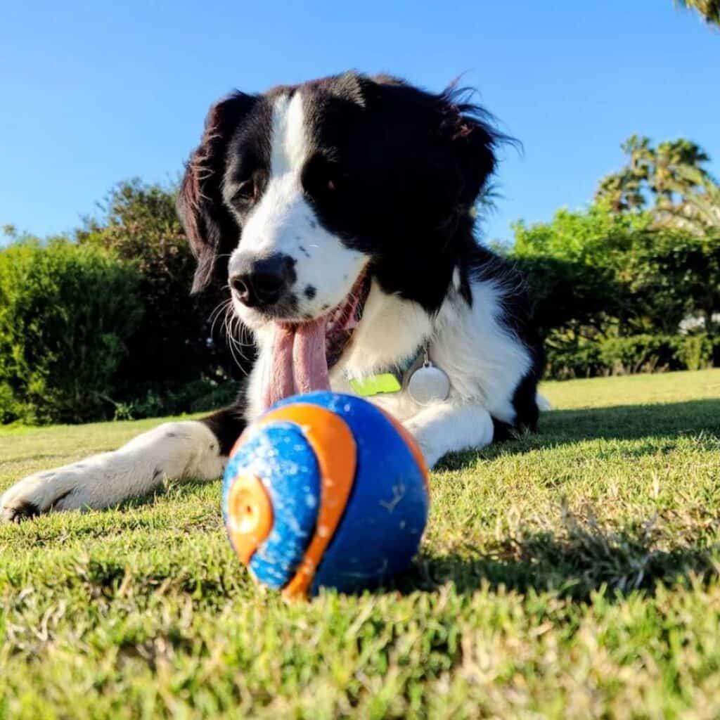 Straight Hair Bernedoodle Is a Flat Coat Bad?