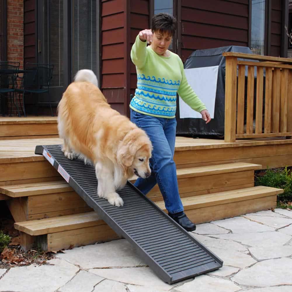 Best Dog Ramps Keep Your Dog in Good Shape