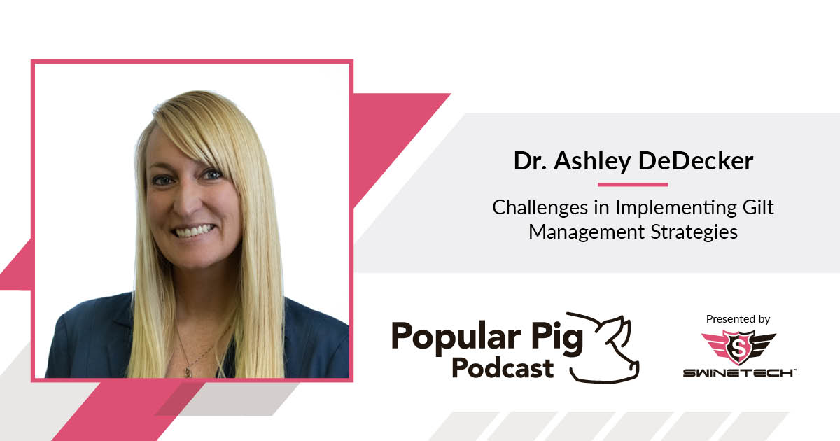 Challenges in Implementing Gilt Management Strategies Dr. Ashley DeDecker Popular Pig