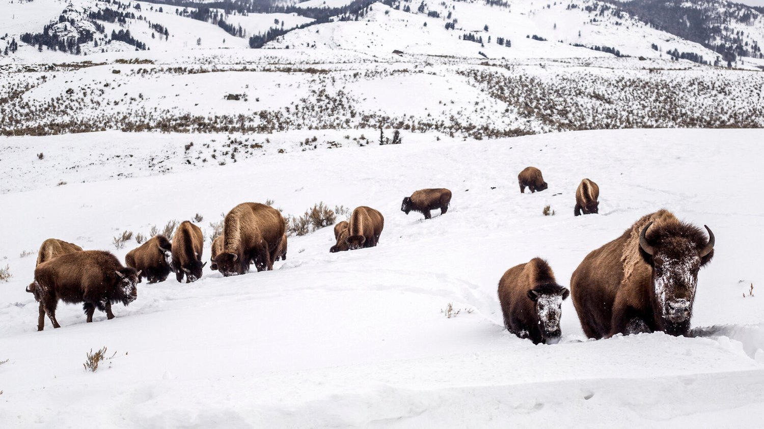 Eleven Tribes Unite For Yellowstone Buffalo On National Bison Day