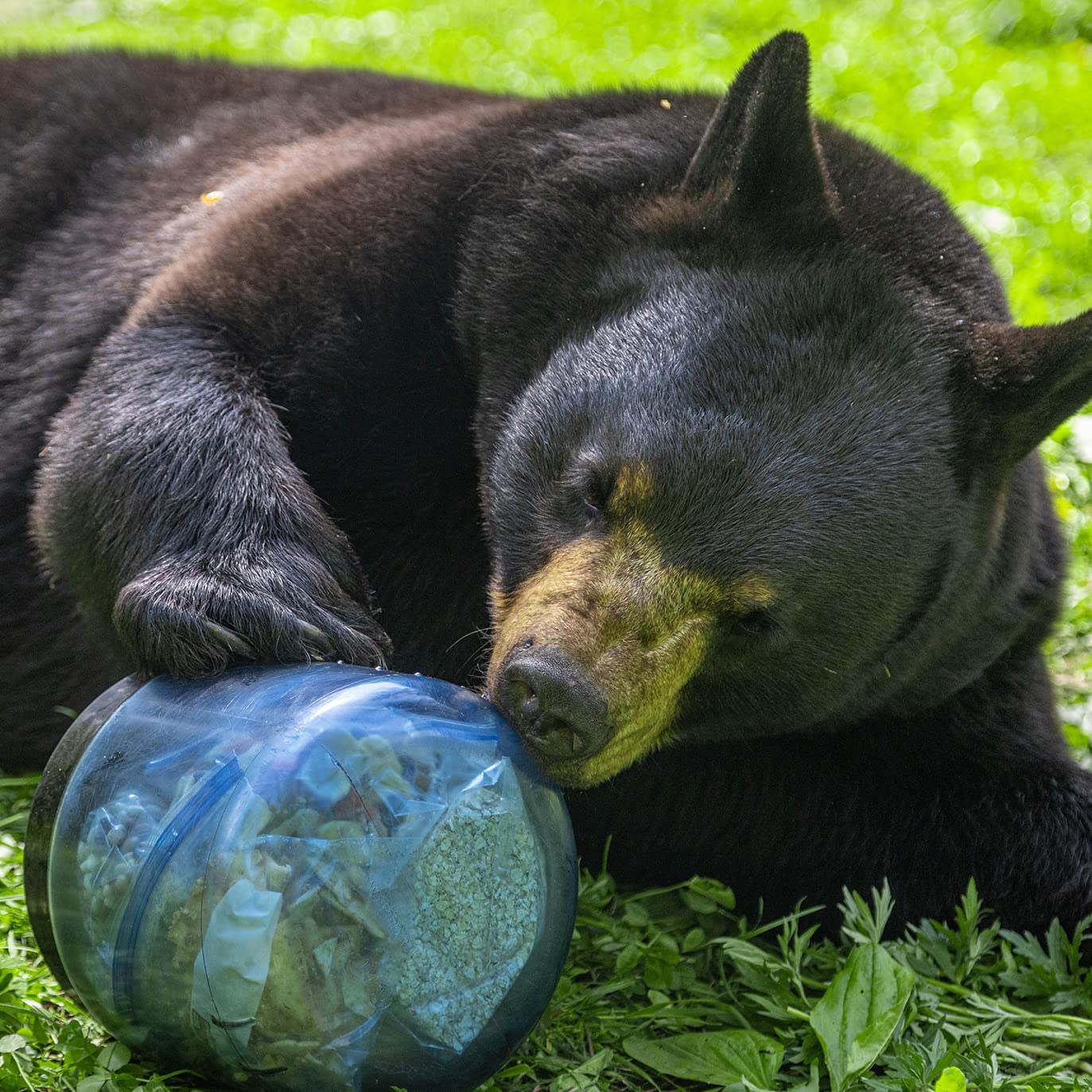 Canisters, Ursacks and Bears, Oh My!! PopUpBackpacker