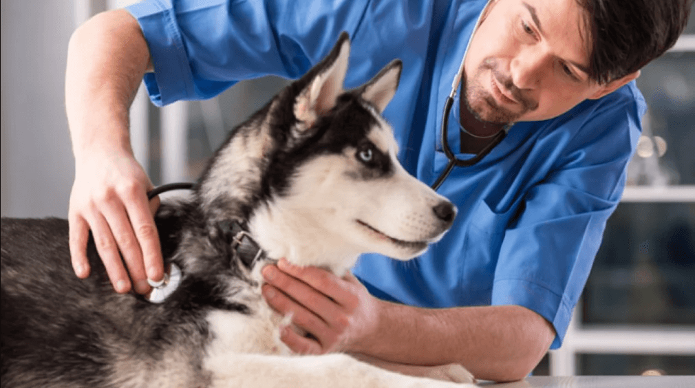 How to Choose the Right Vet Clinic Pop Up Cop