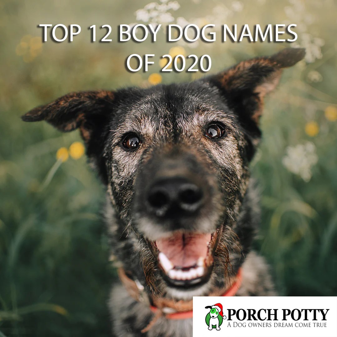 12 Top Boy Dog Names of 2020 Porch Potty USA