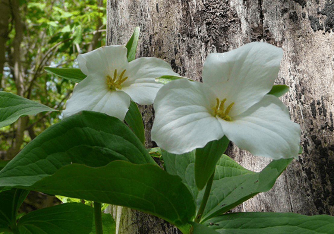 Trillium Michigan Protected Wildflower Friends of the Porkies