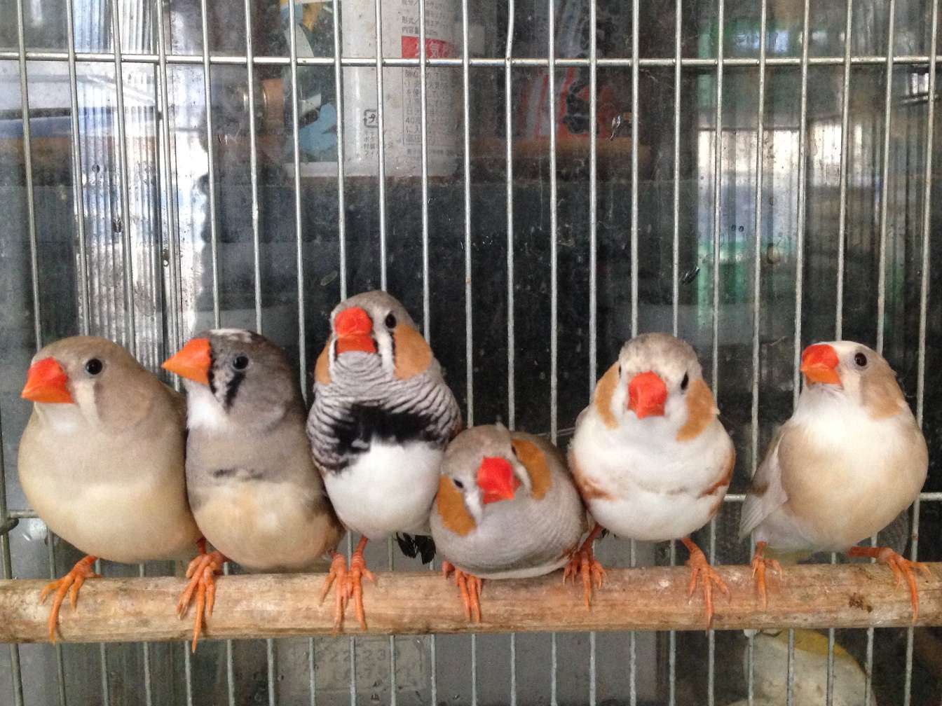 錦華鳥 の販売 ポロロッカ足柄 神奈川県南足柄市のペットショップ