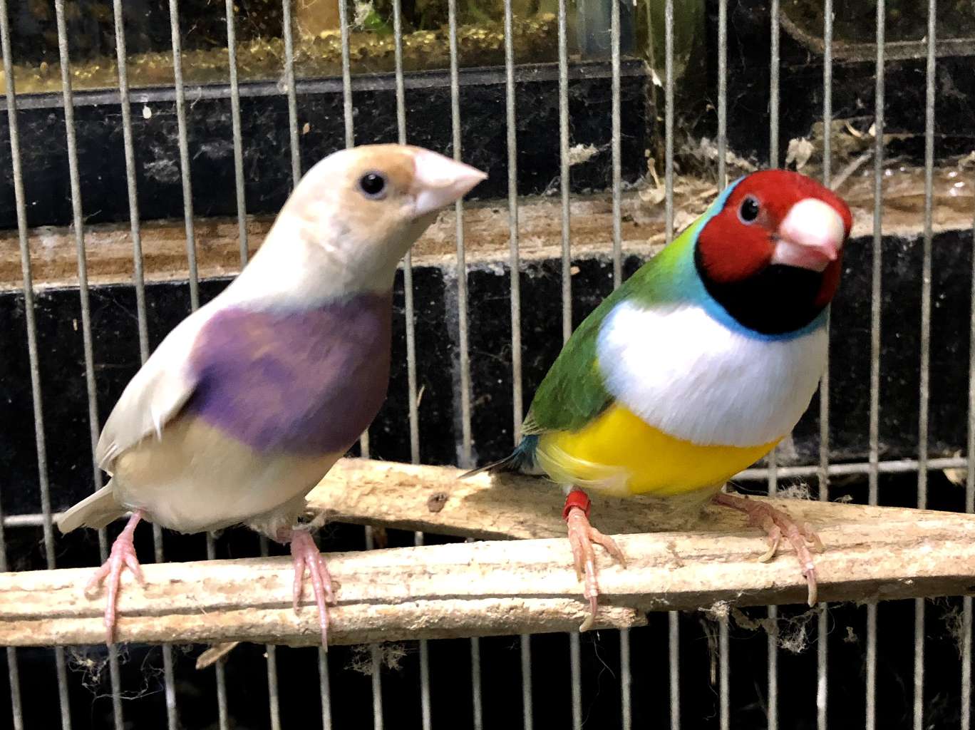 コキンチョウ(胡錦鳥) の販売 ポロロッカ足柄 神奈川県南足柄市のペットショップ