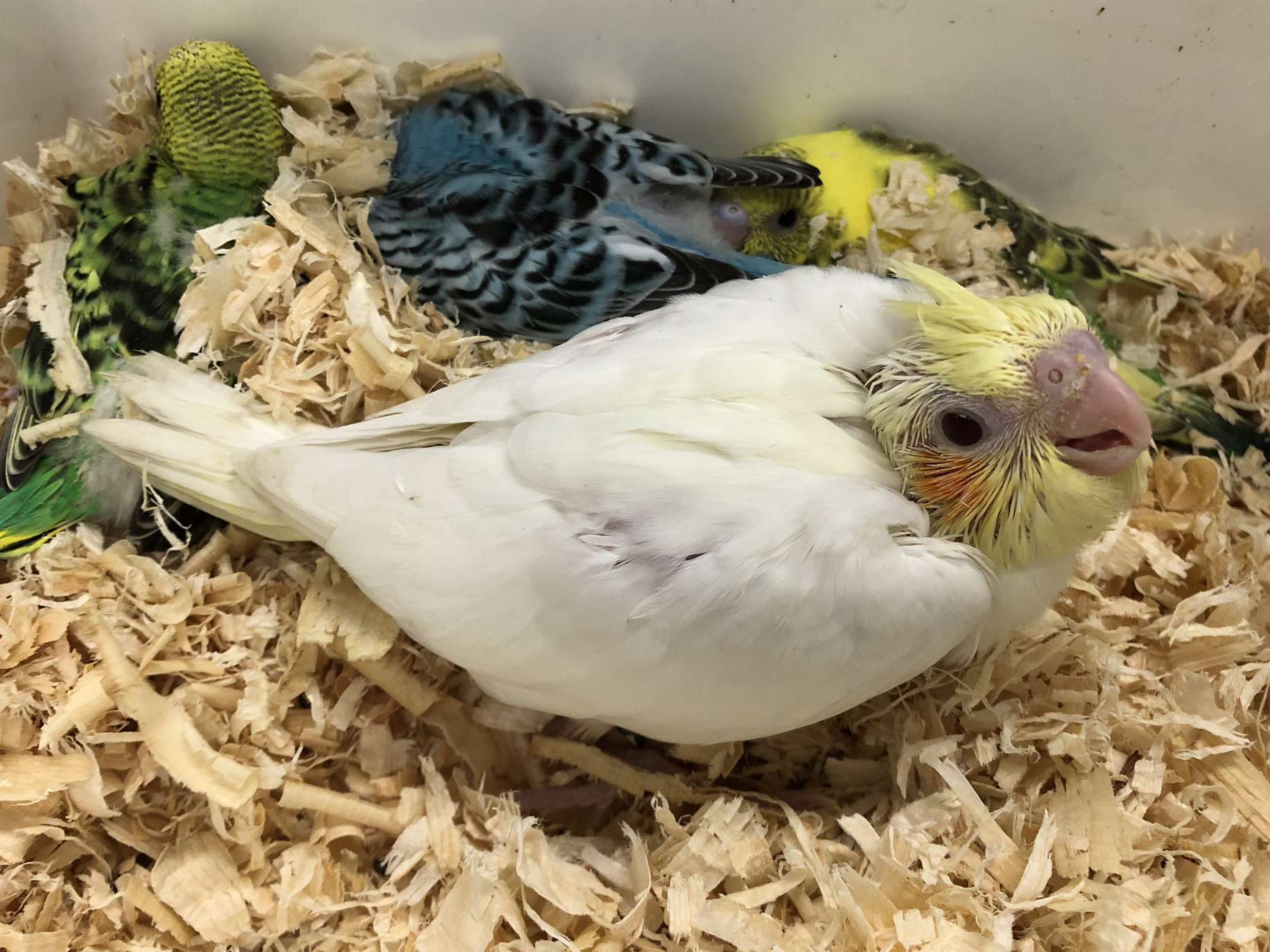 手乗りオカメインコ の販売 ポロロッカ足柄 神奈川県南足柄市のペットショップ