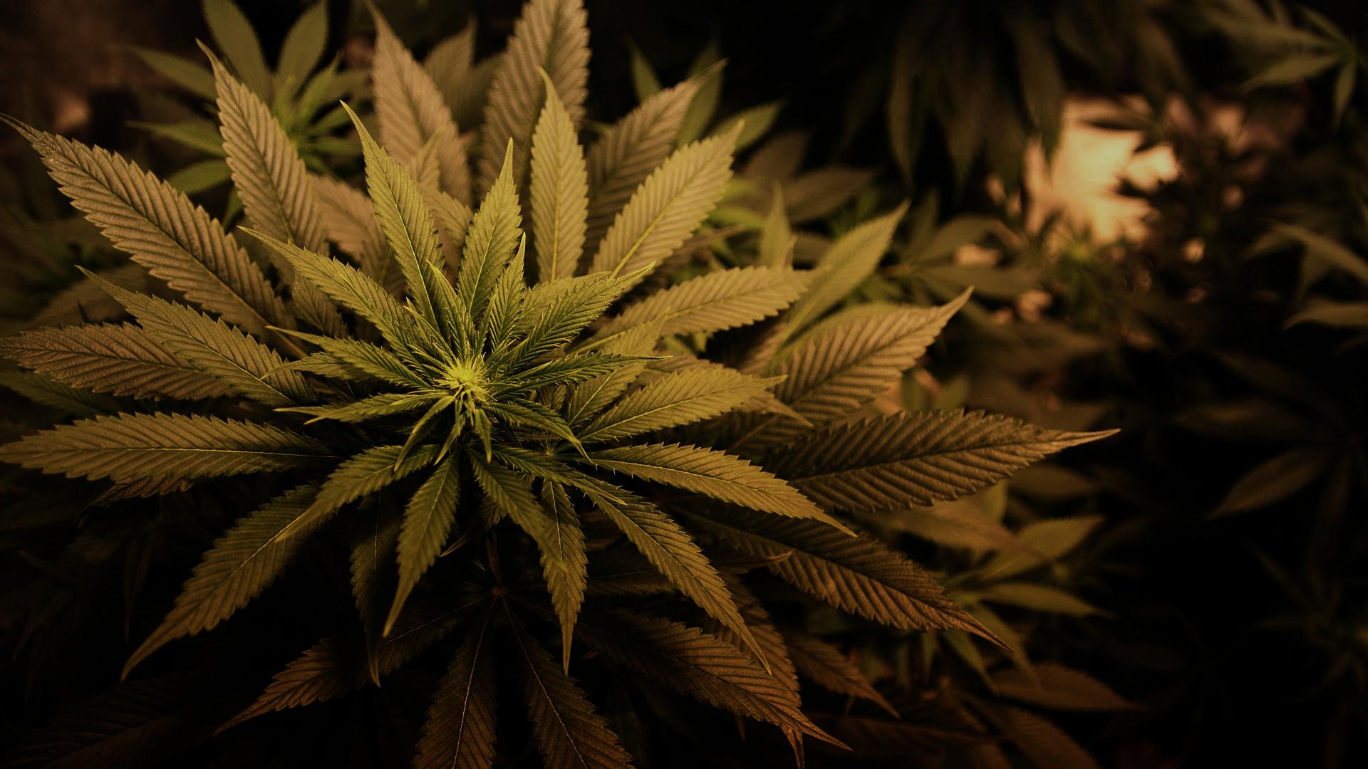 Fondos De Pantalla De Marihuanas Wallpaper Collection