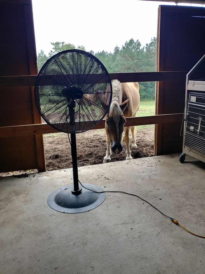 Stall Fans For Horses Home Design Ideas